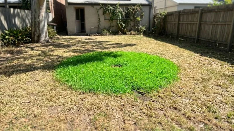 Patch of unusually green grass in a yard indicating a leaking sewer pipe below